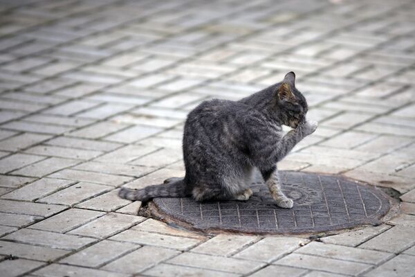 Кошка на территории парка в Горячем Ключе