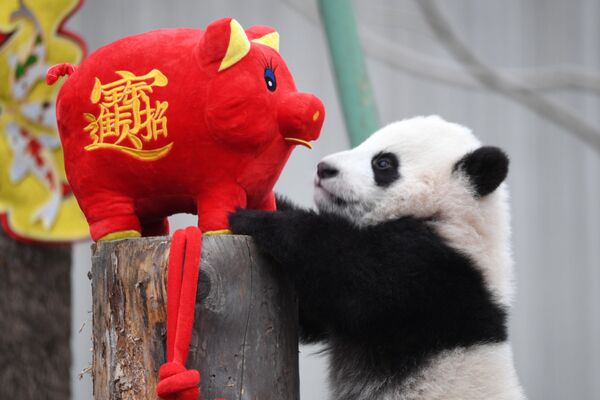 Гигантский панда играет с игрушкой во время мероприятия, посвященного празднованию китайского лунного Нового года в центре панд Шеньшупин в Волонге, провинция Сычуань, Китай