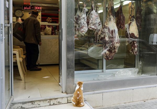 Кошка сидит возле мясной лавки в Бейруте, Ливан