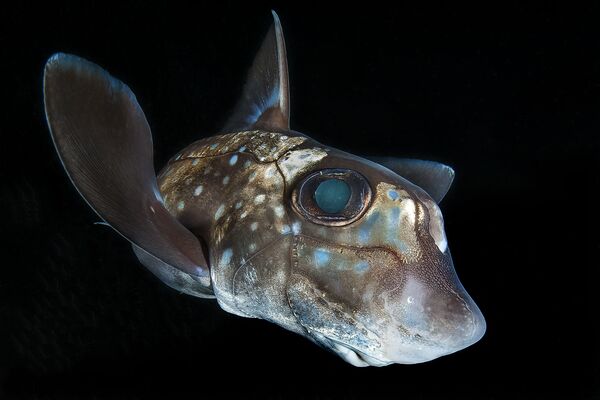 Работа победителя конкурса фотографии 2018 Ocean Art Underwater Photo Contest
