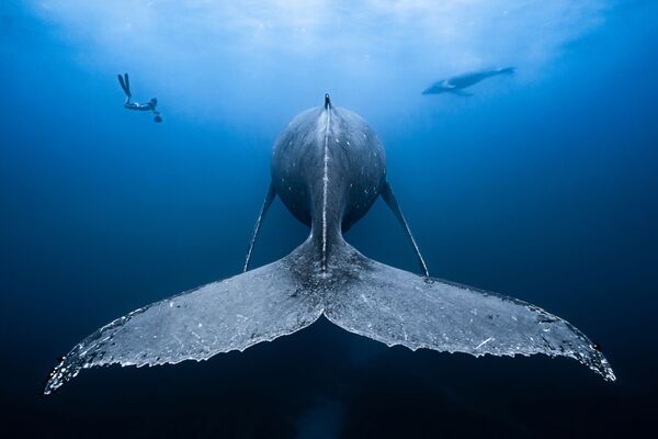 Работа победителя конкурса фотографии 2018 Ocean Art Underwater Photo Contest