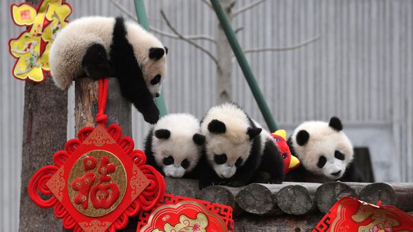 Большие панды играют во время мероприятия, посвященного празднованию китайского лунного Нового года в центре панд Шеньшупин в Волонге, провинция Сычуань, Китай