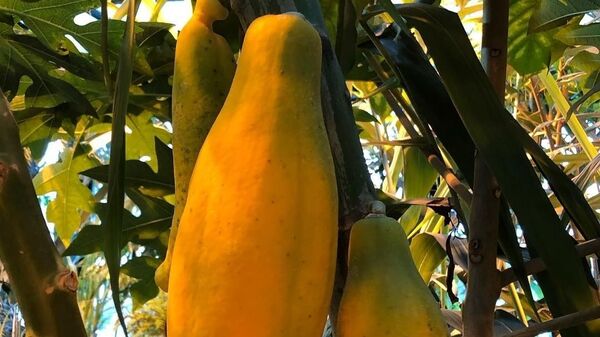 Первый созревший плод папайи в Ботаническом саду МГУ Аптекарский огород 