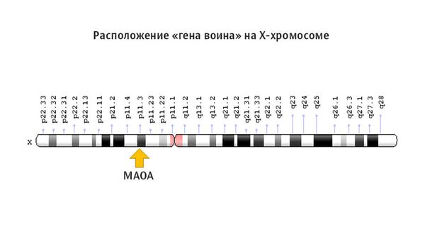 Доклад: Гены