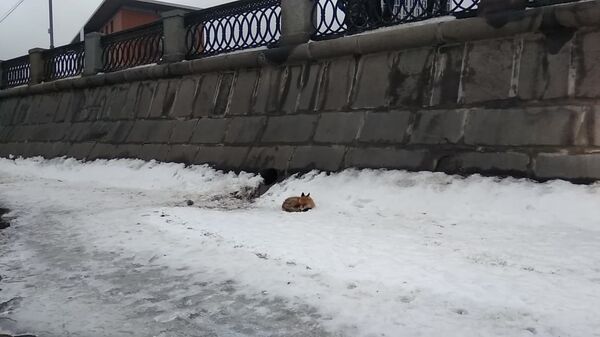 Лисица застряла на льдине на Москве-реке около Павелецкой набережной