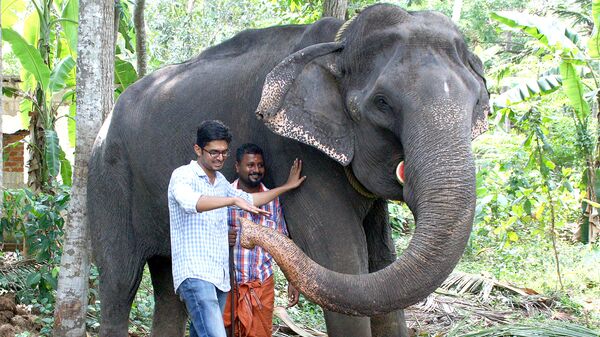 Один из самых старых азиатских слонов, слониха по имени Дакшаяни, умерла в Индии в возрасте 88 лет
