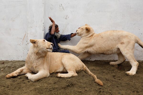 Смотритель за животными Мами играет с парой домашних львов на окраине Пешавара, Пакистан