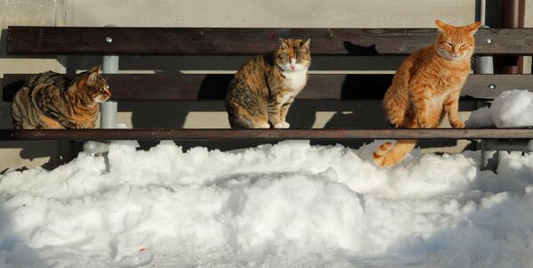 Кошки на скамейке в окрестностях Мензингена, Швейцария