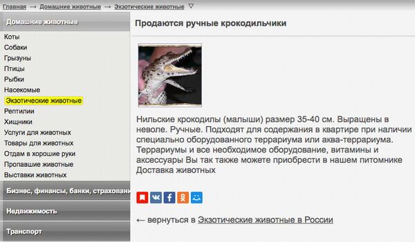 Объявление о продаже крокодилов Объявление о продаже крокодилов