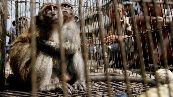 Торговля дикими животными на рынке в Индонезии 