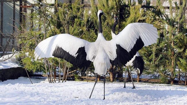 Журавли в Ленинградском зоопарке