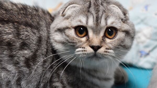 Кошка породы скоттиш-фолдна выставке котят Любимчик в галерее Мир кошек в Москве