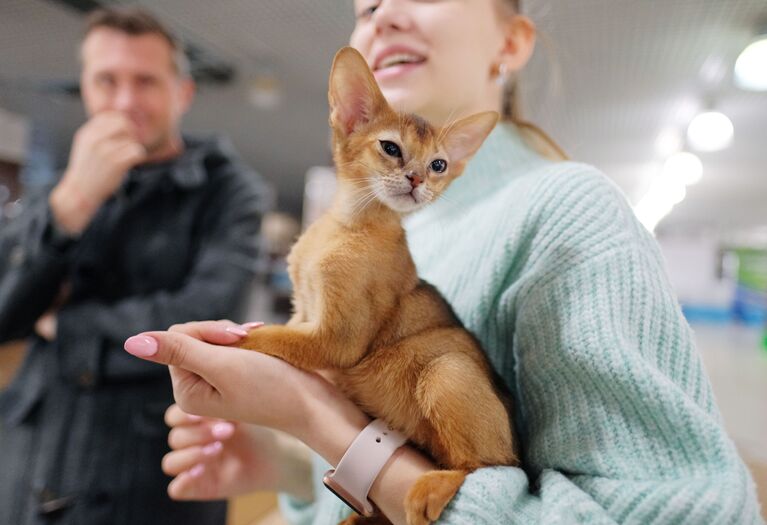 Кошка породы абиссинская на выставке котят Любимчик в галерее Мир кошек в Москве