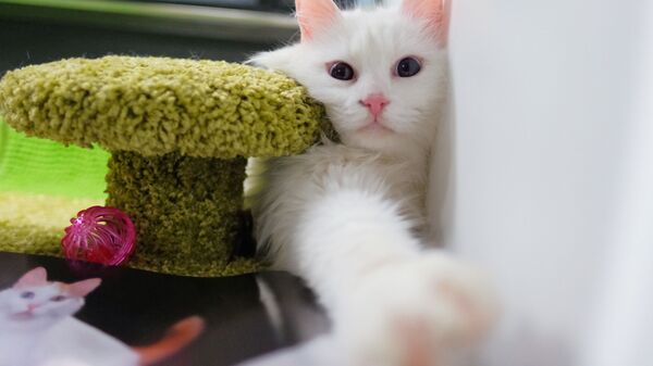 Кошка породы турецкий ван