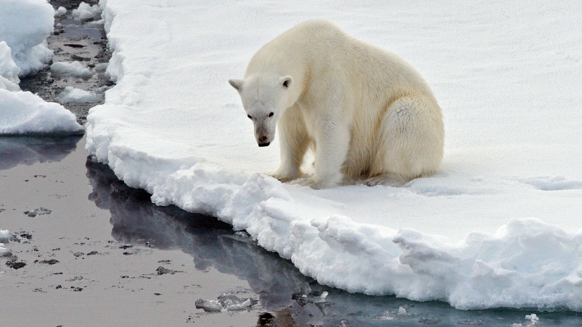Белый медведь на льдине в Северном ледовитом океане - РИА Новости, 1920, 06.10.2021