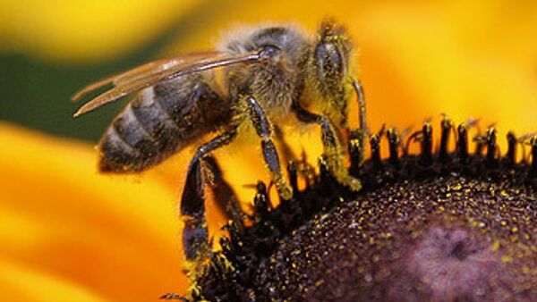 В Париже пчеловоды протестуют против использования опасного пестицида