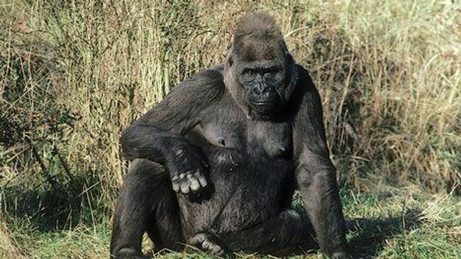 Повстанцы допустили ученых к месту обитания горилл в Конго