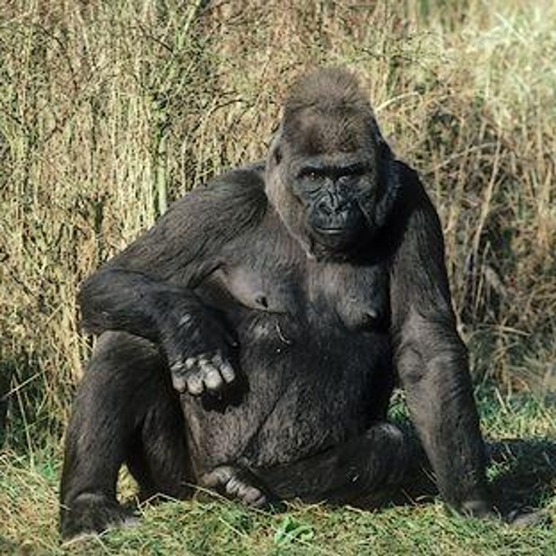 При расшифровке генома гориллы было установлено 10. Горилла защищает человека. Горилла защищает. Горилла защищает человека от Льва.