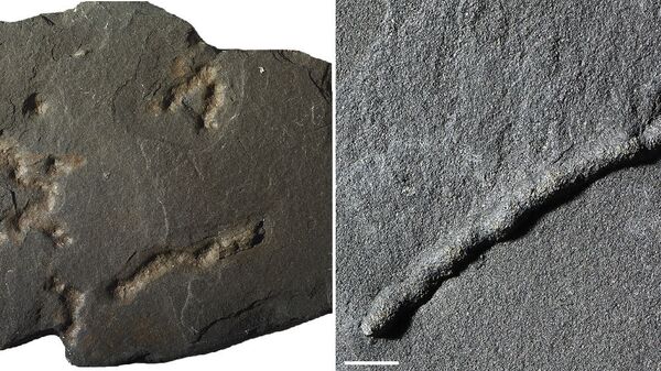 Окаменелые остатки и следы первых многоклеточных существ, найденных в Габоне