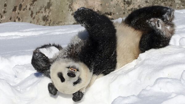 Панда лежит на снегу 
