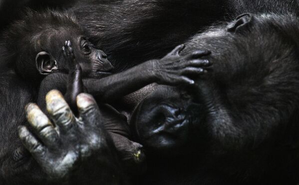 Западная равнинная горилла с детенышем в Московском зоопарке