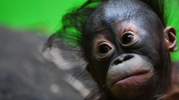 Детеныш борнейского орангутана в Московском зоопарке