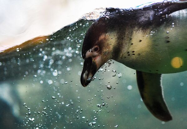 Пингвин Гумбольдта в Московском зоопарке