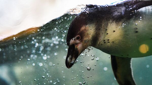 Пингвин Гумбольдта в Московском зоопарке