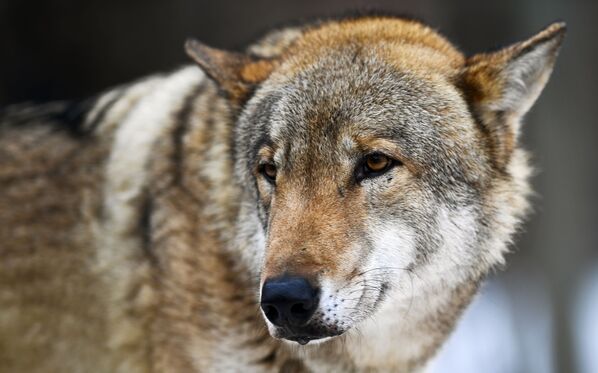 Волк в Московском зоопарке