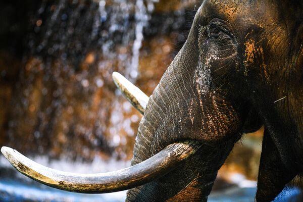 Африканский слон в Московском зоопарке