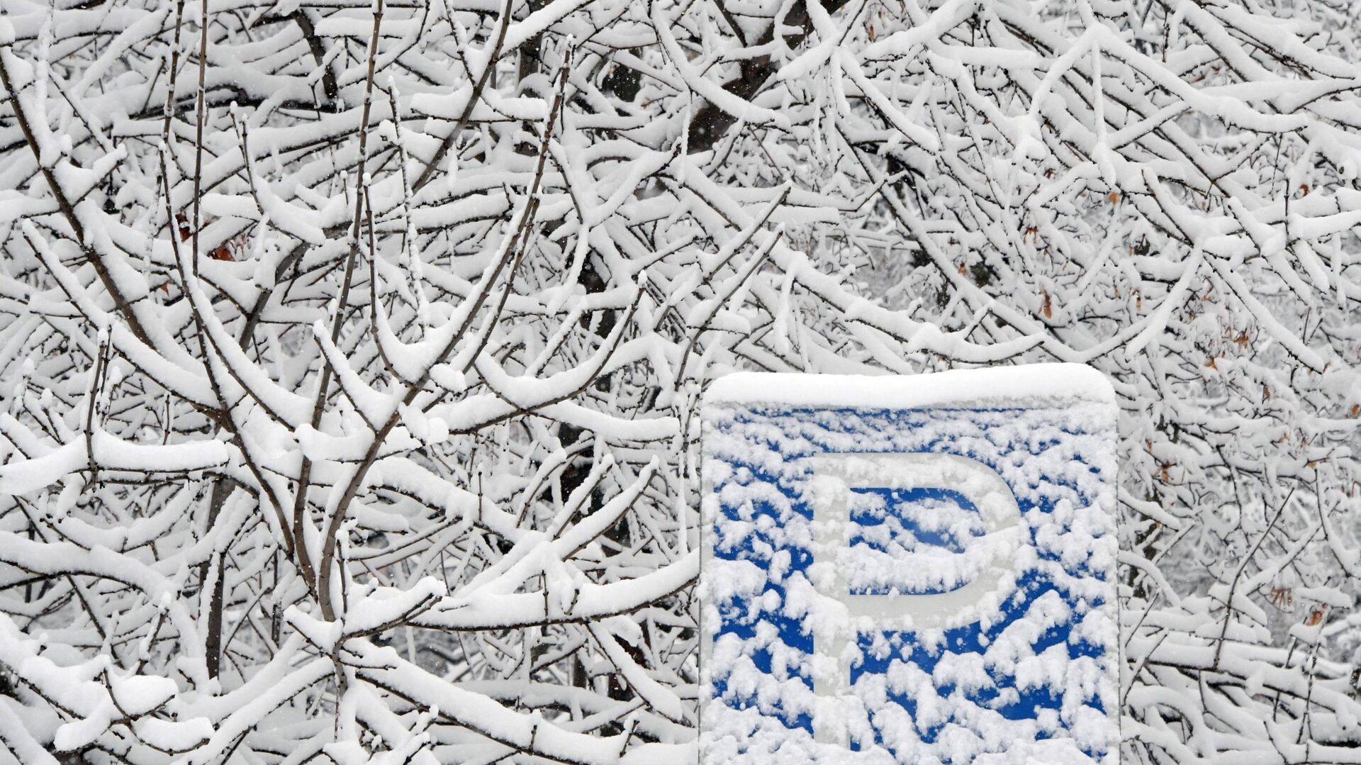 Снег на ветвях деревьев и дорожном знаке на Ленинском проспекте в Москве - РИА Новости, 1920, 31.01.2022