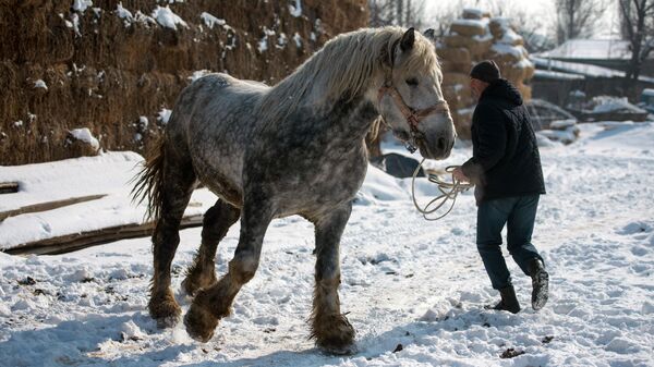  Лошадь породы першерон в хозяйстве Исмаила Адаева в Кыргызстане