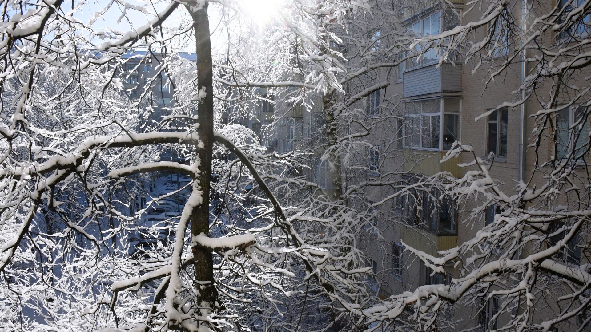 Заснеженные деревья во дворе на Ленинском проспекте в Москве  - РИА Новости, 1920, 18.12.2020