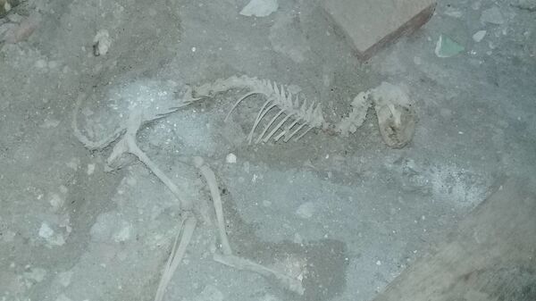 Скелет существа, похожего на динозавра, найденный во время ремонта дома в Узбекистане

