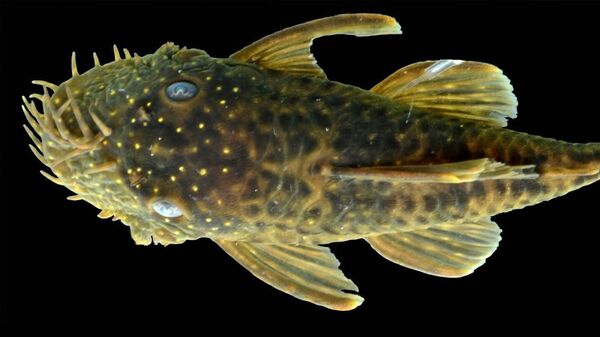 Ancistrus kellerae - один из шести новых видов пресноводных рыб в роду сомиков-анцистров 