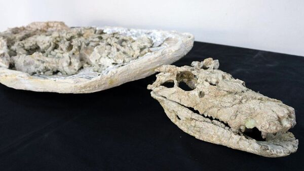 Ученые Аргентины обнаружили в провинции Неукен почти полный скелет крокодила, которому более 70 миллионов лет
