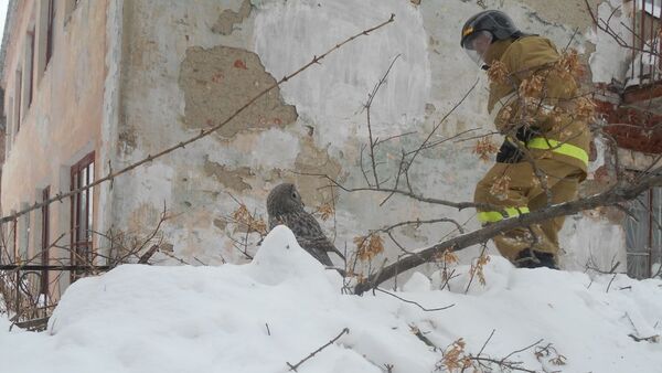 Спасение совы на территории школы №1 города Нижние Серги, Свердловской области. 19 февраля 2019