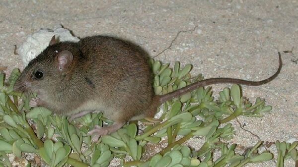 Австралийская рифовая крыса стала первой официальной жертвой глобального потепления