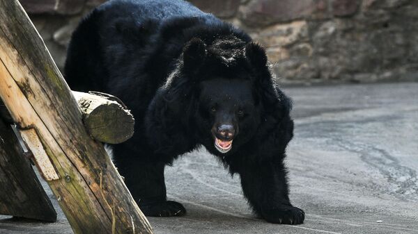 Гималайский медведь в Московском зоопарке