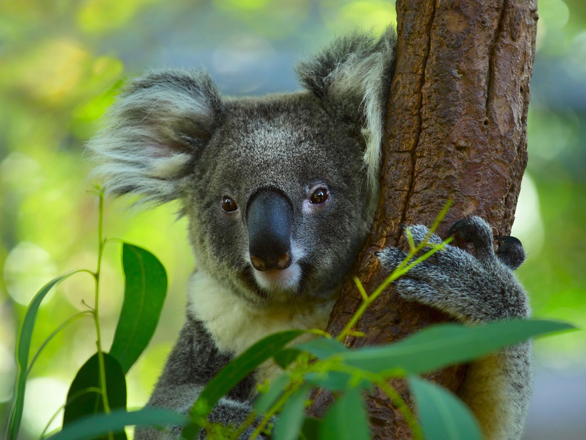 В Австралии стало вирусным фото "самой сексуальной коалы" - РИА Новости,  24.02.2019