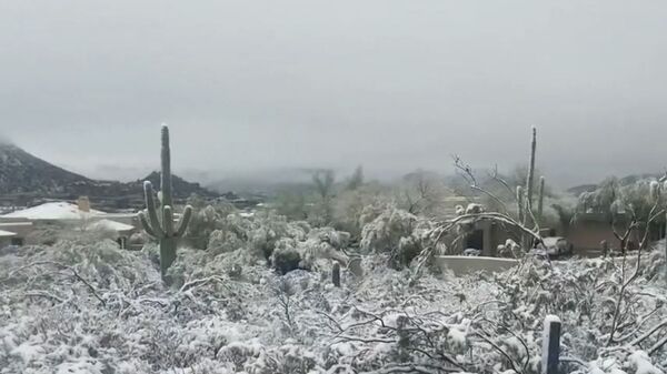 Кактусы в снегу: на штат Аризона обрушился сильнейший снегопад