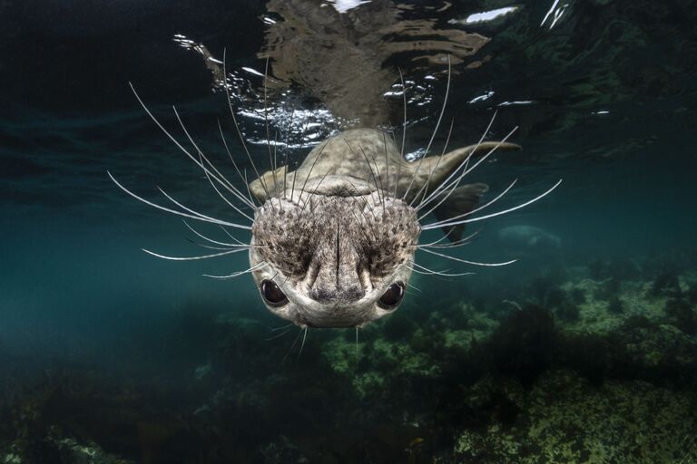 Greg Lecoeur. Первое место национальной номинации фотоконкурса Sony World Photography Awards