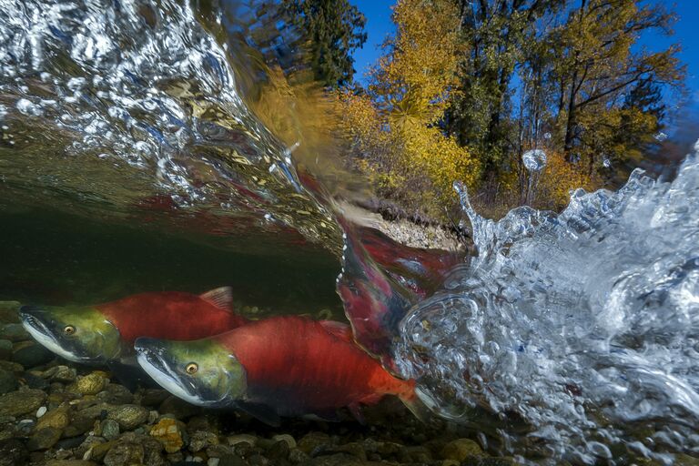 Yung-sen Wu. Первое место национальной номинации фотоконкурса Sony World Photography Awards 2019