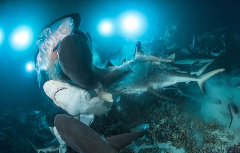 Richard Barnden. Underwater Photographer of the Year 2019