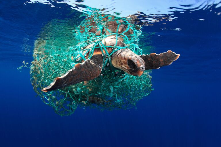 Eduardo Acevedo. Underwater Photographer of the Year 2019