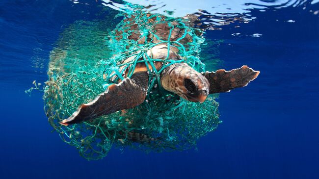 Eduardo Acevedo. Underwater Photographer of the Year 2019