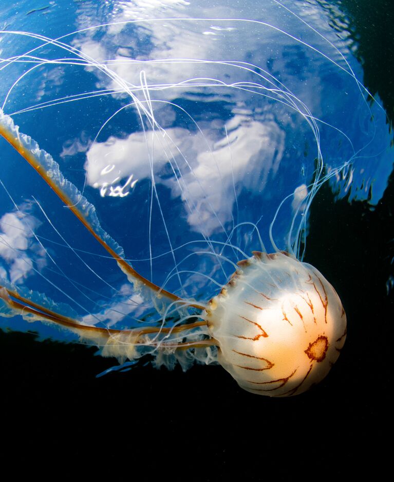 Malcolm Nimmo. Underwater Photographer of the Year 2019