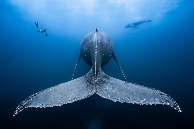 François Baelen. Underwater Photographer of the Year 2019