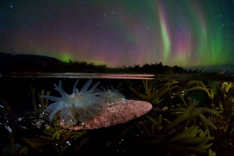 Egor Nikiforov. Underwater Photographer of the Year 2019