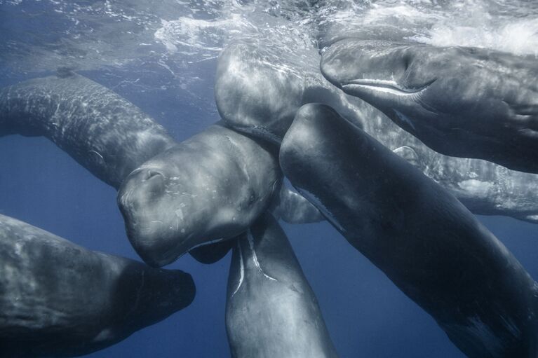 Mike Korostelev. Underwater Photographer of the Year 2019